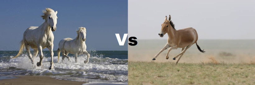 Horse-and-donkey-running